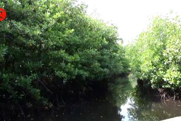 Menjaga ekowisata mangrove di Kaledupa dengan aturan hukum adat