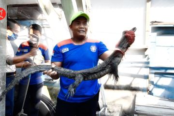 Saat petugas damkar mengamankan seekor biawak nyasar