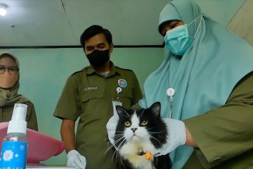 Temanggung gratiskan vaksinasi rabies bagi hewan piaraan