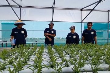 Menengok Kebun Hidroponik Lapas Luwuk yang dikelola Napi