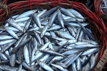 Produksi ikan tangkap Pariaman naik 25 ton pada 2021