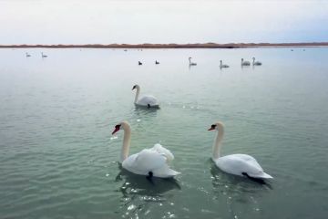 Semakin banyak burung migran singgah di Mongolia Dalam