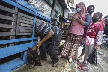 Permintaan ayam kampung jelang lebaran meningkat 80 persen