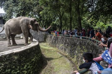 45 ribu orang diperkirakan kunjungi Taman Margasatwa Ragunan