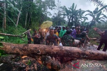 Pohon tumbang akibatkan kemacetan di jalan lintas Bengkulu-Sumsel