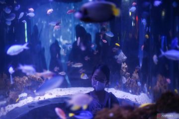 Libur Idul Fitri di Jakarta Aquarium dan Safari