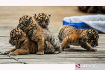 Empat bayi kembar harimau Siberia hadir di Taman Satwa Liar Yunnan, China
