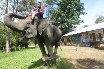 Wisata konservasi Gajah Sumatra