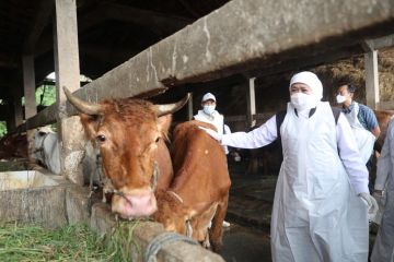 Pemprov Jatim-Kementan aktifkan URC cegah PMK hewan ternak