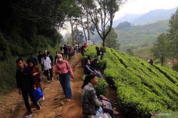 Agrowisata wisata kebun teh ramai dikunjungi wisatawan