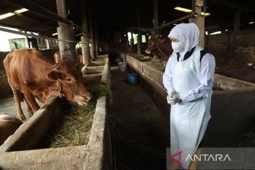 Gubernur Jatim: Segera lapor jika temui ternak terindikasi PMK