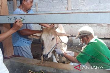 DKPH: 143 ekor sapi di Probolinggo terduga terjangkit PMK