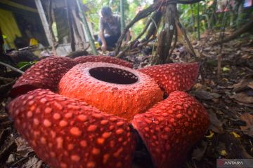 Budi daya bunga Rafflesia arnoldii