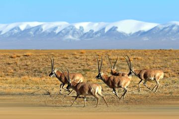 Antelop Tibet mulai migrasi tahunan untuk berkembang biak