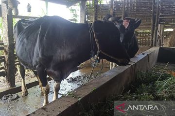 Puluhan sapi di Kota Batu diduga terjangkit PMK