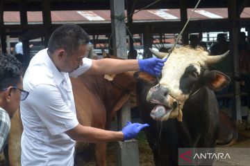 Vaksinasi ternak sapi untuk cegah penyakit mulut dan kuku