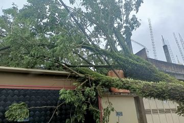 BPBD Padang catat 16 lokasi pohon tumbang akibat cuaca buruk