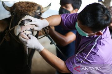 Cegah PMK, Sudin KPKP Jaktim periksa 2.069 ekor hewan ternak
