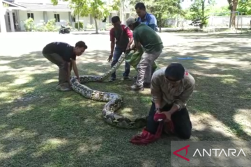 BBKSDA Riau lepasliarkan dua ular piton sepanjang lebih tujuh meter
