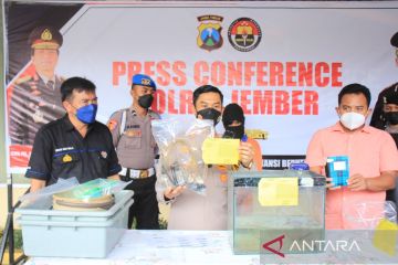 Polres Jember gagalkan penjualan 1.300 benih lobster ilegal