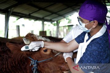 Pemkot Surabaya terjunkan dokter hewan periksa ternak cegah wabah PMK