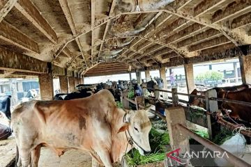 Aspednak harapkan ada antisipasi berkurangnya suplai sapi akibat PMK