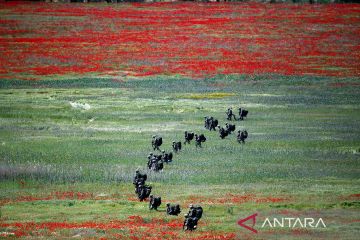 Tentara Inggris ikuti latihan dengan pasukan NATO