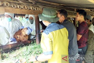 Akademisi: Biosekuriti ketat cegah meluasnya penyakit mulut dan kuku