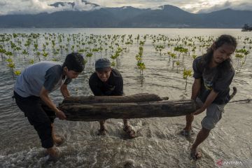 Cegah bencana di pesisir Indonesia dengan rehabilitasi mangrove
