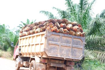 Harga TBS sawit Kalbar Periode I Mei capai Rp3.628,78 per kilogram