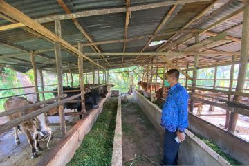 Empat ekor sapi di Payakumbuh-Sumbar positif terjangkit kuku mulut