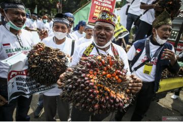 Petani kelapa sawit berunjuk rasa ke Kemenko Perekonomian