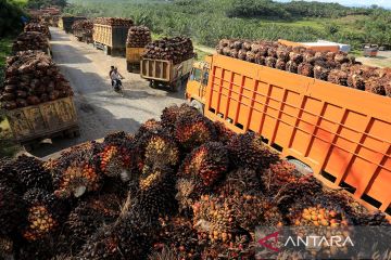 Harga tandan buah segar kelapa sawit turun