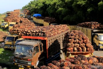 Organisasi petani sawit apresiasi pembukaan ekspor CPO