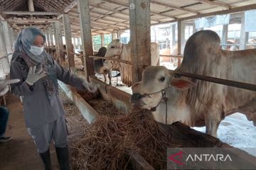 Masyarakat diminta tak panik terkait wabah PMK pada ternak