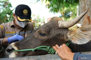 Tindakan karantina cegah PMK ternak