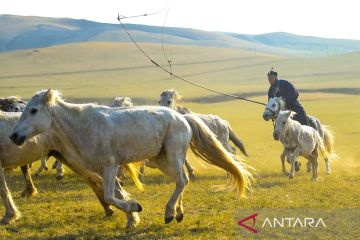 Aksi penggembala kuda di pedalaman Mongolia Dalam