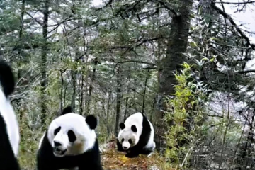 Sejumlah panda raksasa tertangkap kamera berebut pasangan di Cagar Alam Huanglong