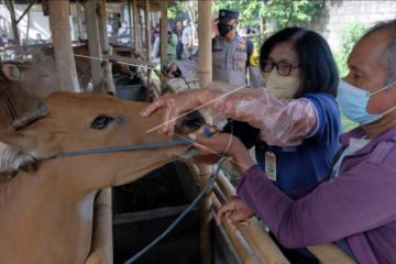 Pencegahan penyakit mulut dan kuku