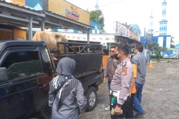 Polisi dan Disnak Sukabumi menahan sapi yang dikirim dari luar daerah