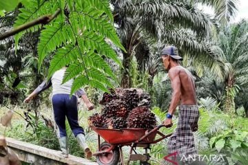 Dinas Pertanian Mukomuko sebut sepuluh perusahaan sawit langgar aturan