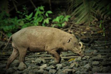 Babirusa jadi tema Hari Keanekaragaman Hayati di Gorontalo