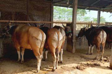 10 sapi positif kuku mulut, Cilacap bentuk unit respons cepat