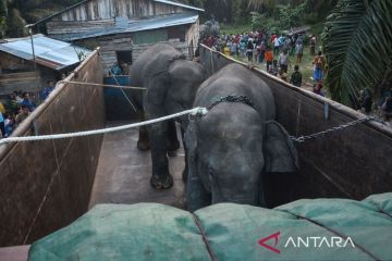 Dua gajah sumatera dipindahkan ke Jambi