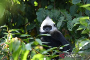 Populasi langur berkepala putih yang terancam punah di China bertambah