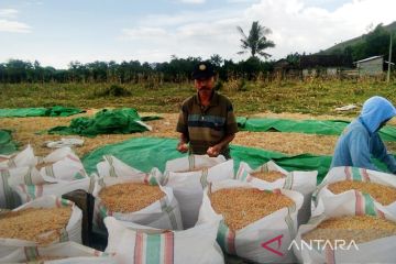 Gubernur NTB dorong perusahaan bangun industri hilirisasi jagung