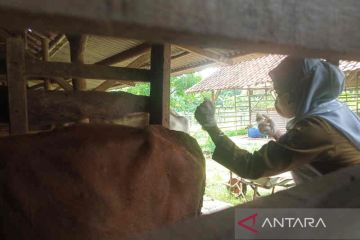 Lebih 600 sapi di Kabupaten Cirebon terjangkit penyakit kuku-mulut