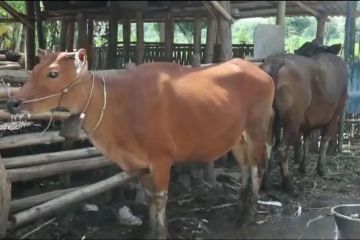 Pemkot Mataram sarankan masyarakat beli hewan kurban di peternak lokal
