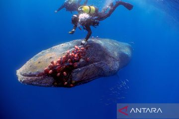 Ilmuwan warga amati kembalinya paus bungkuk di Brazil