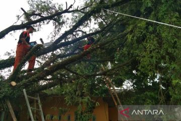 Pohon tumbang timpa tiga rumah di Tangerang